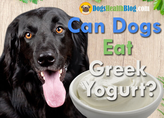 Can Dogs Eat Sugary Yogurt?