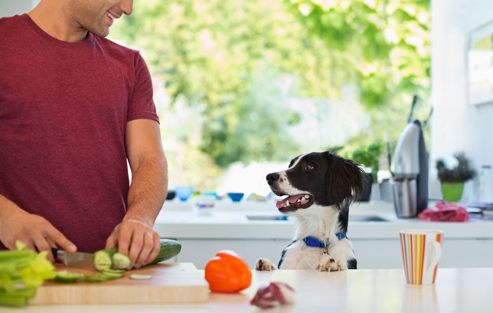 How To Make Dog Food Anyone Can Do Itself
