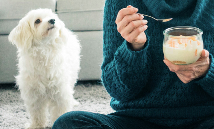 How to feed your dog with sugary yogurt