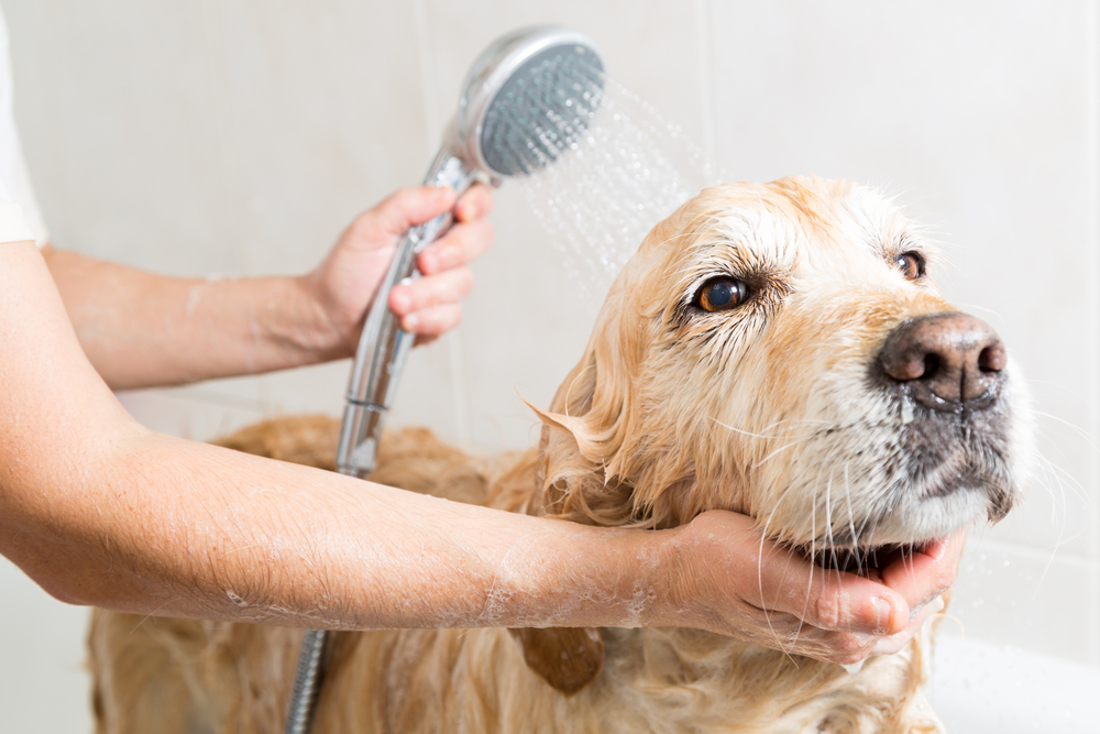 A bathing method is suitable for 2-month-old puppies