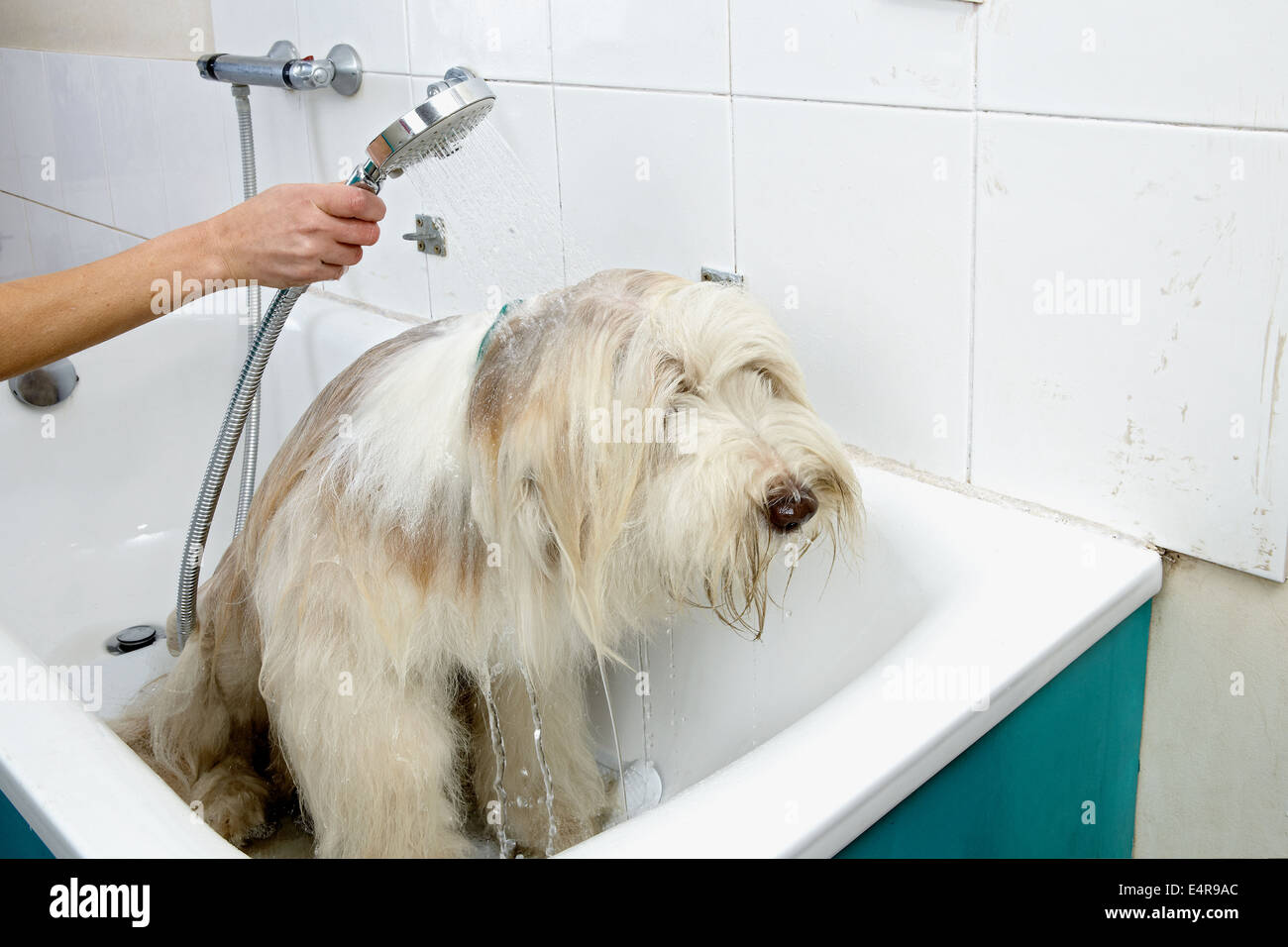 Sequence of bathing the dog