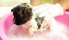 When is the right time to bathe a 2-month-old puppy