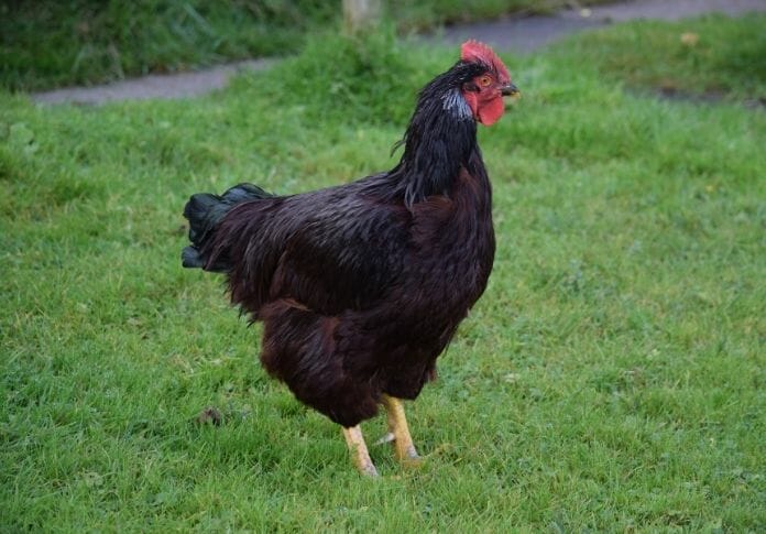 100+ Black Chicken Names: Names for Your Dark Feathered Friend