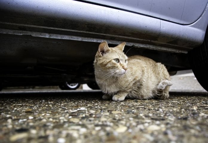 120+ Best Cat Car Names: List of Car-Inspired Names for Your Kitty