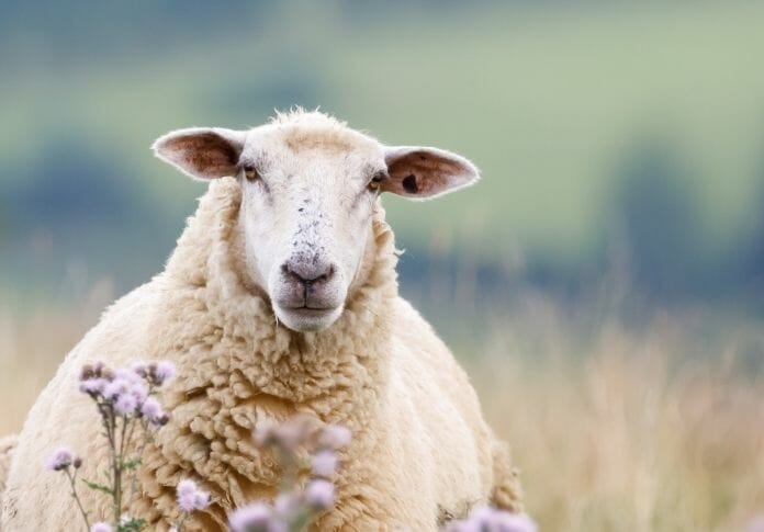 120+ Names Meaning ‘Sheep’: The Best Names for Your Flock