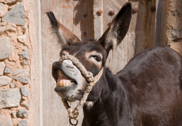 140+ Funny Donkey Names – Funny & Cute Names For A Pet Donkey