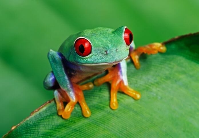 150+ Best Treefrog Names: Tree-Inspired Frog Names for a Pet Frog