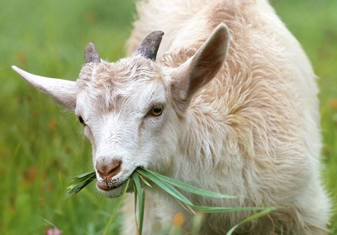 150+ Best White Goat Names: Unique Naming Ideas for Your New Goat
