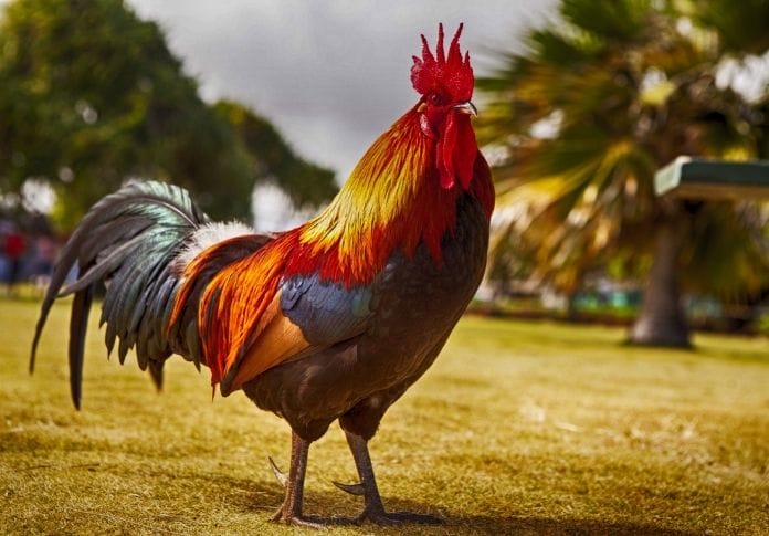 150+ Old Lady Names for a Chicken: The Best Names for Your Hen