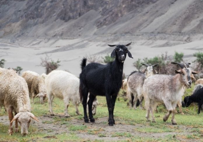 160+ Black Goat Names: The Best Names for Your Black Goat