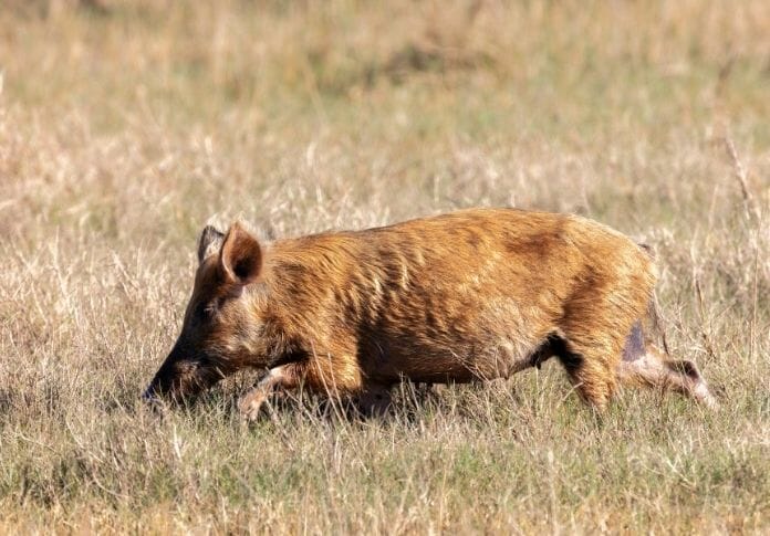 160+ Wild Pig Names: The Best List for Naming Your Wild Pig