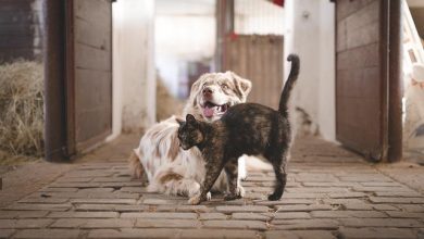 8 Reasons Why Dogs Are Better Than Cats – Do You Agree?