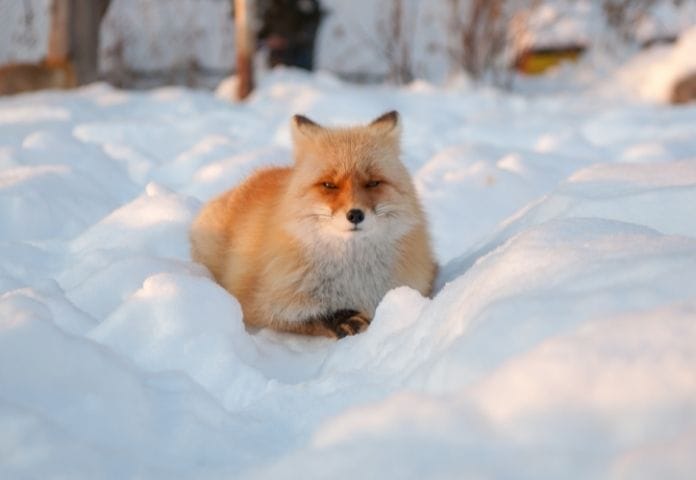 200+ Best Japanese Fox Names That Will Make Your Pet Stand Out