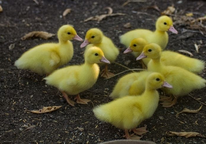 200+ Best Yellow Duck Names: Names for a Yellow Duck or Duckling