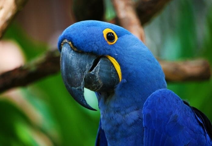 200+ Blue Parrot Names: Best Name Ideas for a Pet Blue Parrot
