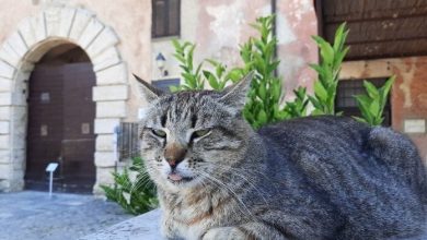 200+ Italian Food Cat Names: Cat Names Inspired by Italian Food