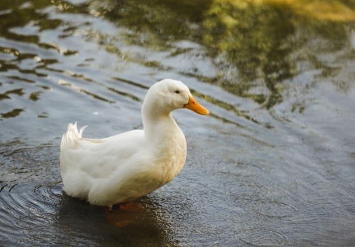 300+ White Duck Names: Best Names for Your White Duck!
