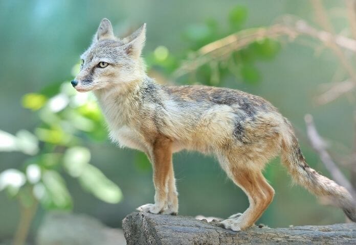 40+ Mythical Fox Names – Why These Are The Best Mythical Foxes