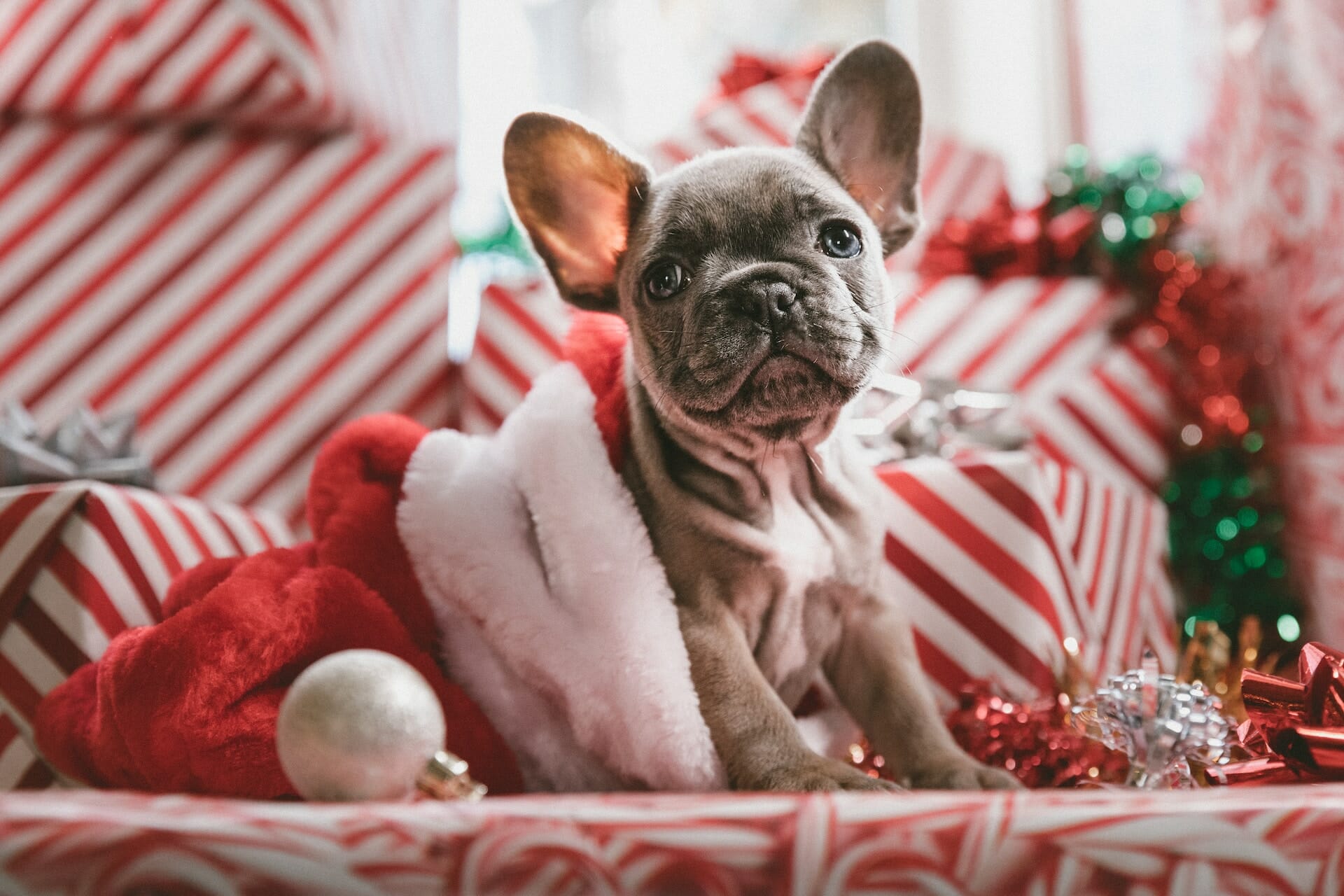 50+ Best Christmas Dog Quotes to Unleash the Yuletide Cheer
