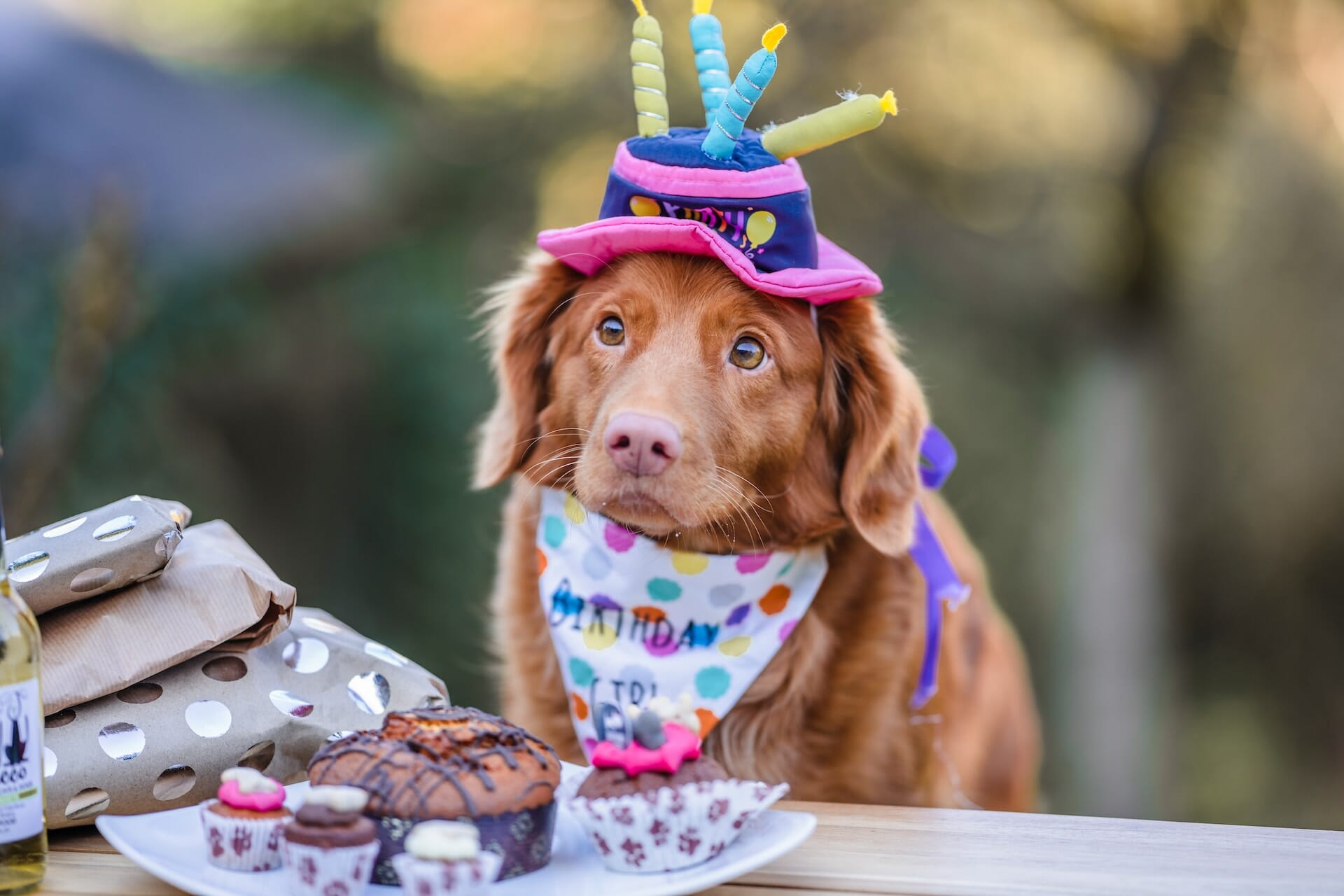 50+ Best Dog Birthday Quotes to Celebrate Your Furry Friend