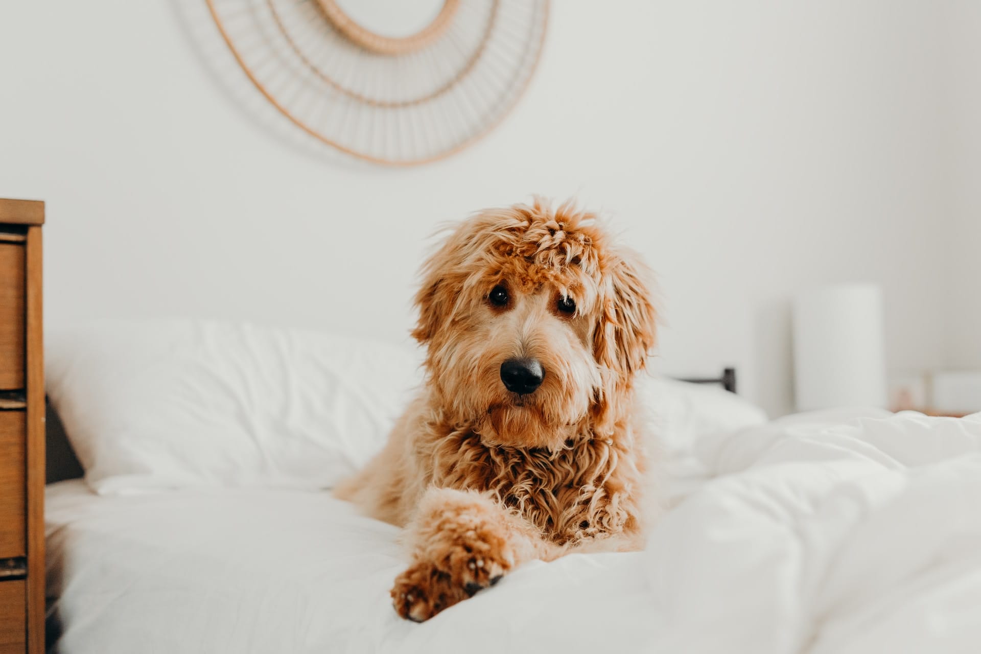 50+ Inspiring Goldendoodle Quotes for a Happy Life
