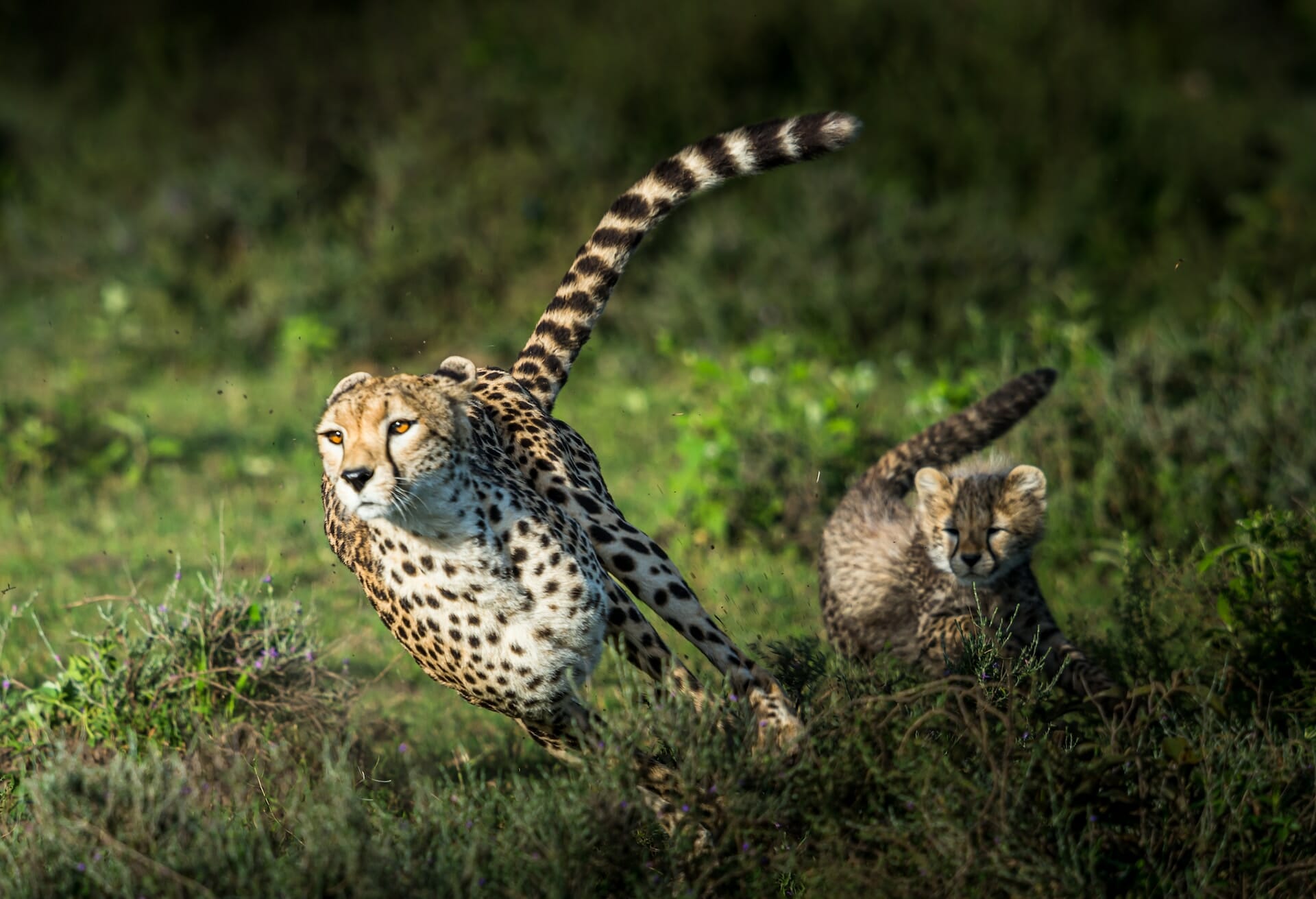 50+ Cheetah Quotes to Boost Your Success and Achievement