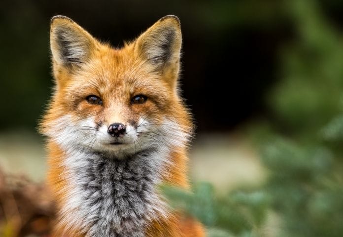 50+ Names That Mean Fox: Names Meaning Fox For Your Pet