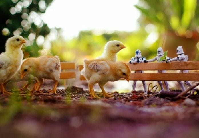 50+ Star Wars Chicken Names – Give Your Flock a Galaxy-Inspired Name