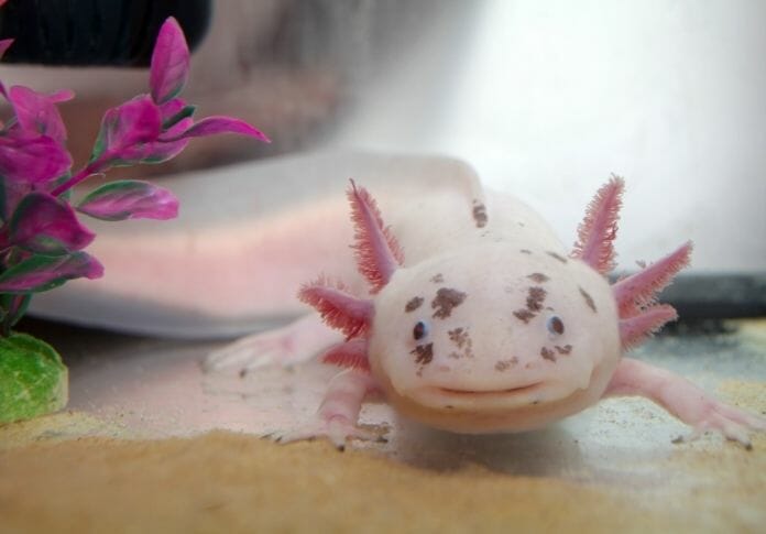 8 Interesting Facts About The Axolotl