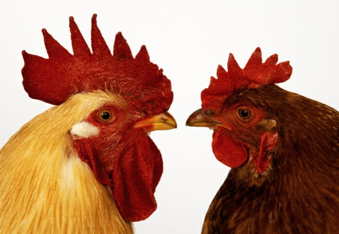 90+ Funny Rooster Names You Can’t Help But Laugh At