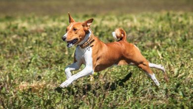 Top African Dog Breeds That You’ll Want to Add to Your Pack