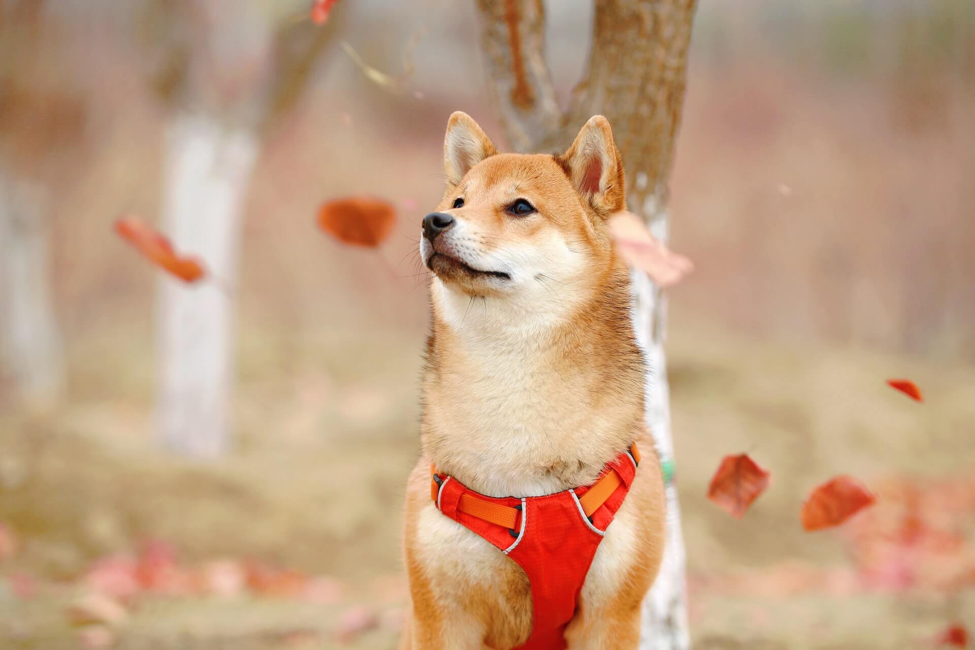Enigma of the East: A Roundup of Asian Dog Breeds