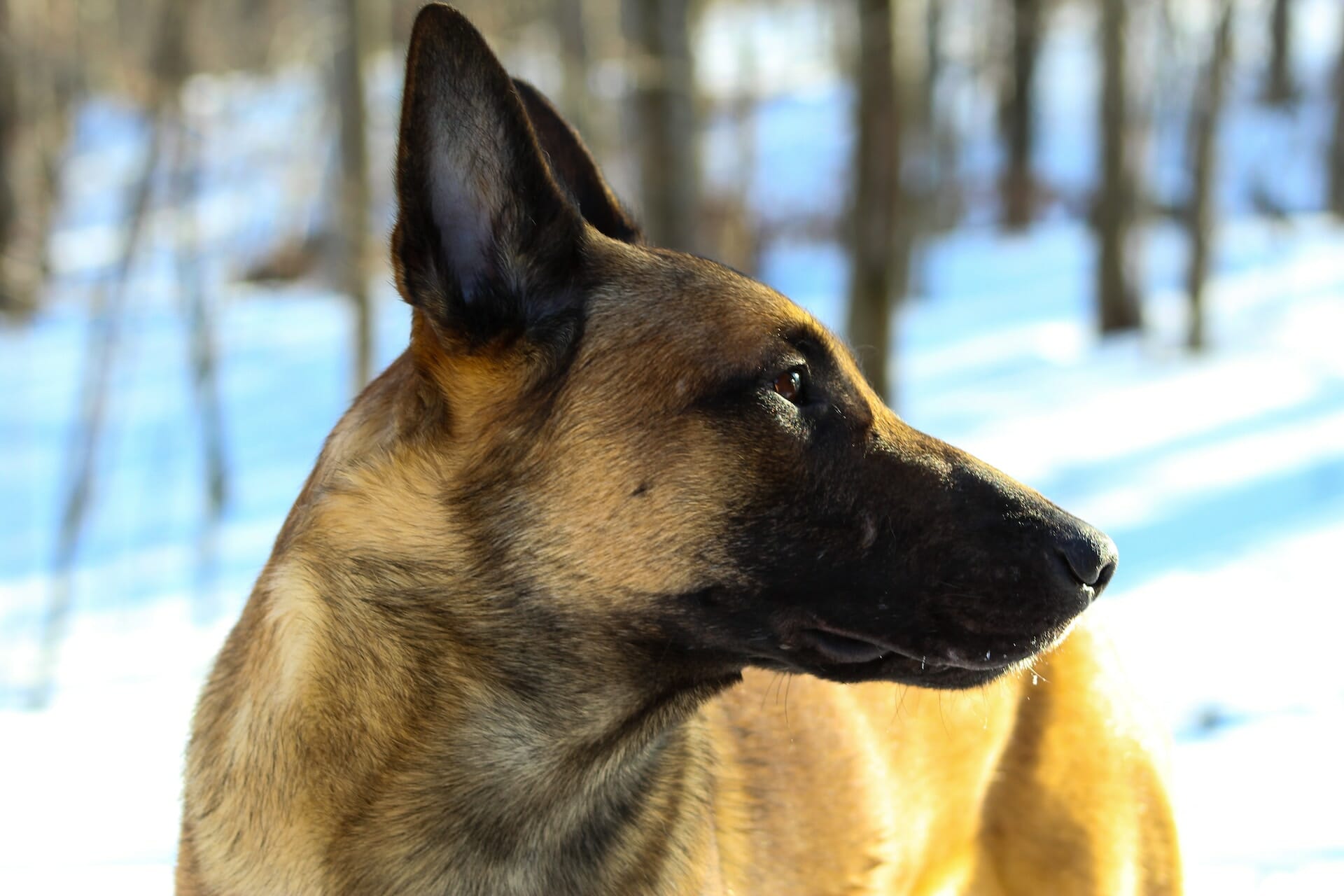 Belgian Malinois Behavior Problems: Best Tips for a Happy Dog