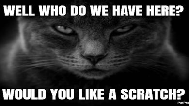 Top 15 Black Cat Memes That Are Terrifyingly Funny!