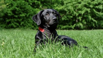 Everything You Need To Know About Black Dog Breeds