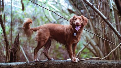 Answered: Can Dogs Climb Trees