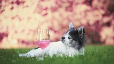 Can Dogs Get Drunk: The Dangers Of Alcohol Consumption