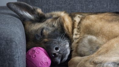 Can Dogs Have Nightmares: Here Are The Answers