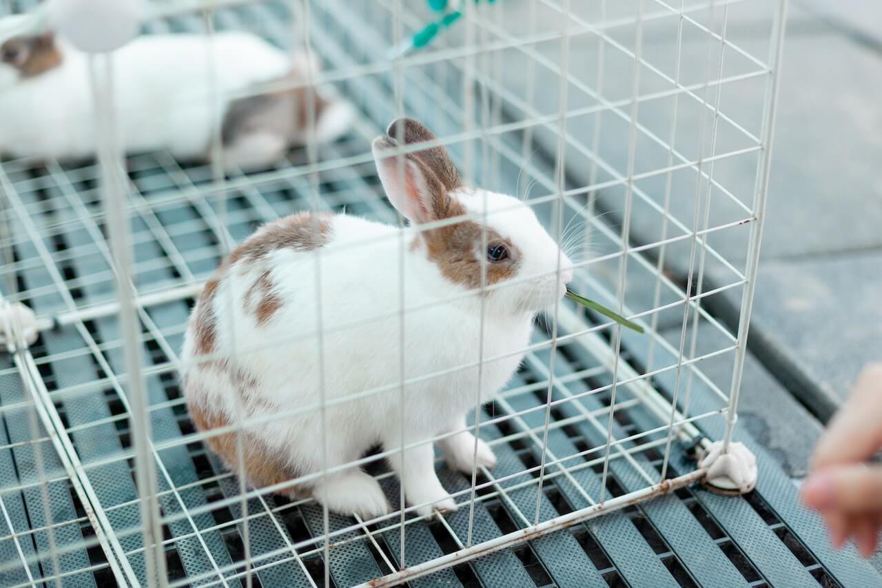 Rabbit Training 101: Can Rabbits Be Litterbox Trained?
