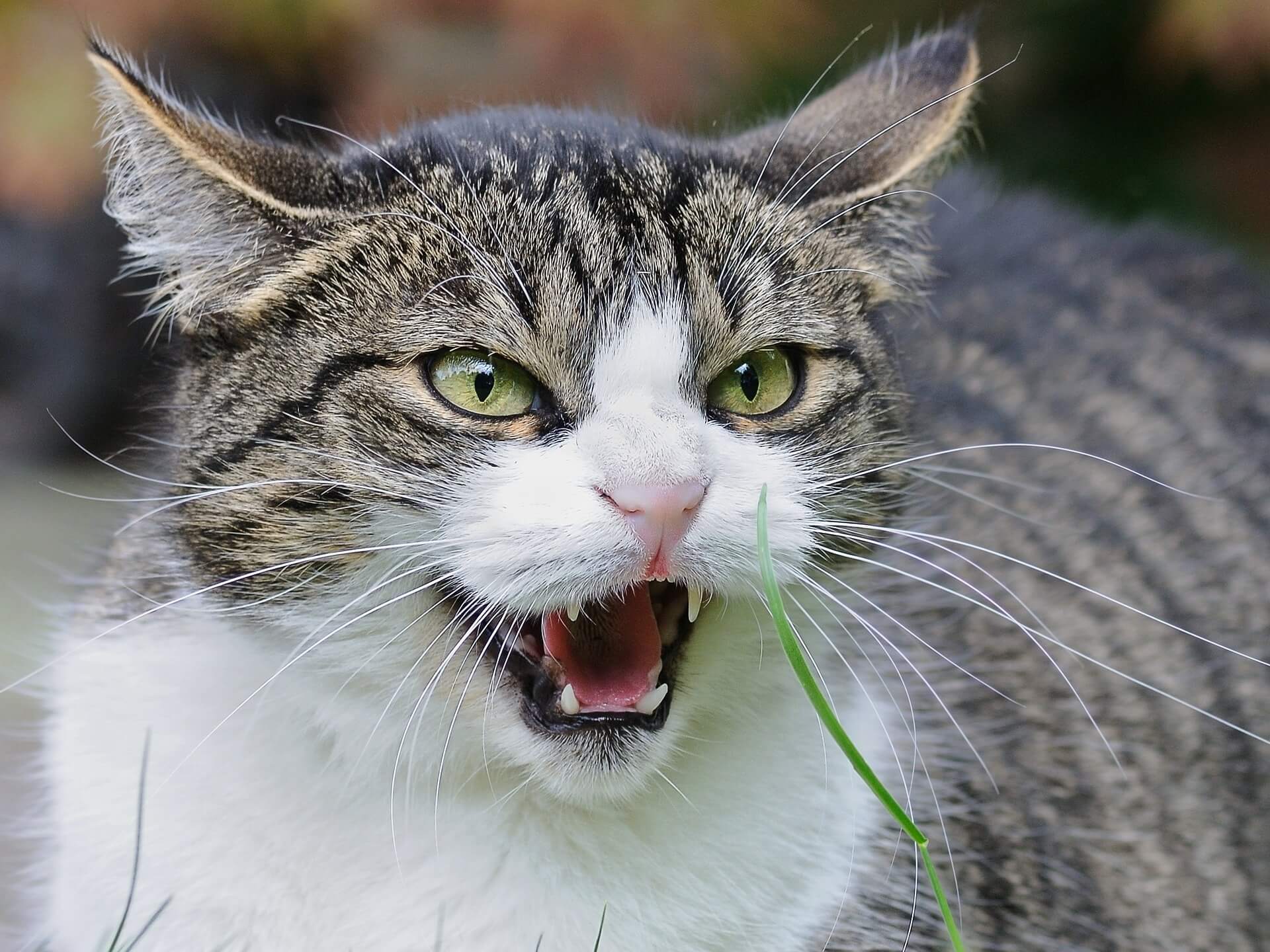 Cats Hissing at New Kitten: How to be Prepared