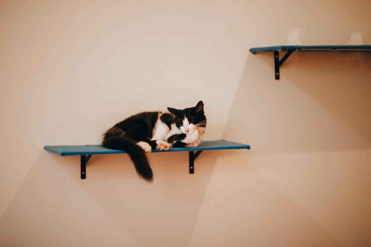 10 DIY Cat Shelves That Look Purr-fectly Fabulous
