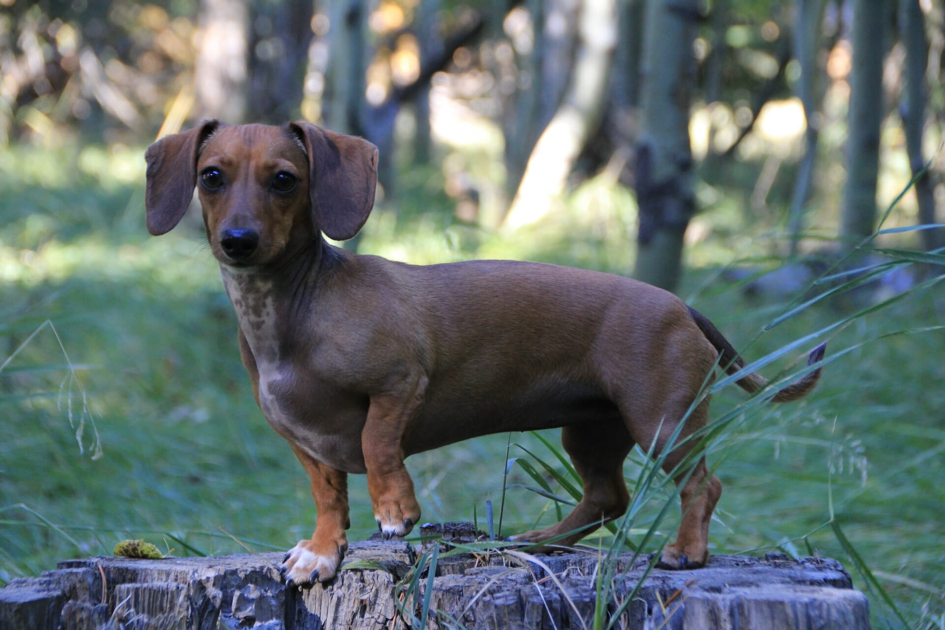 50 Best Dachshund Dog Quotes That Inspire Joy and Positivity