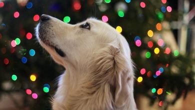 Do Dogs Know it’s Christmas? A Paw-sitive Perspective