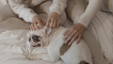 Do Dogs Like Massages: The Ultimate Guide to Relaxation