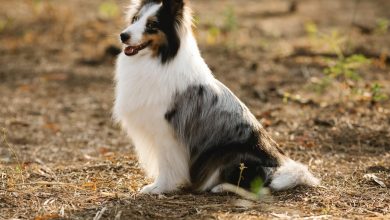 Canine Companions: Top 10 Dog Breeds That Start With “C”