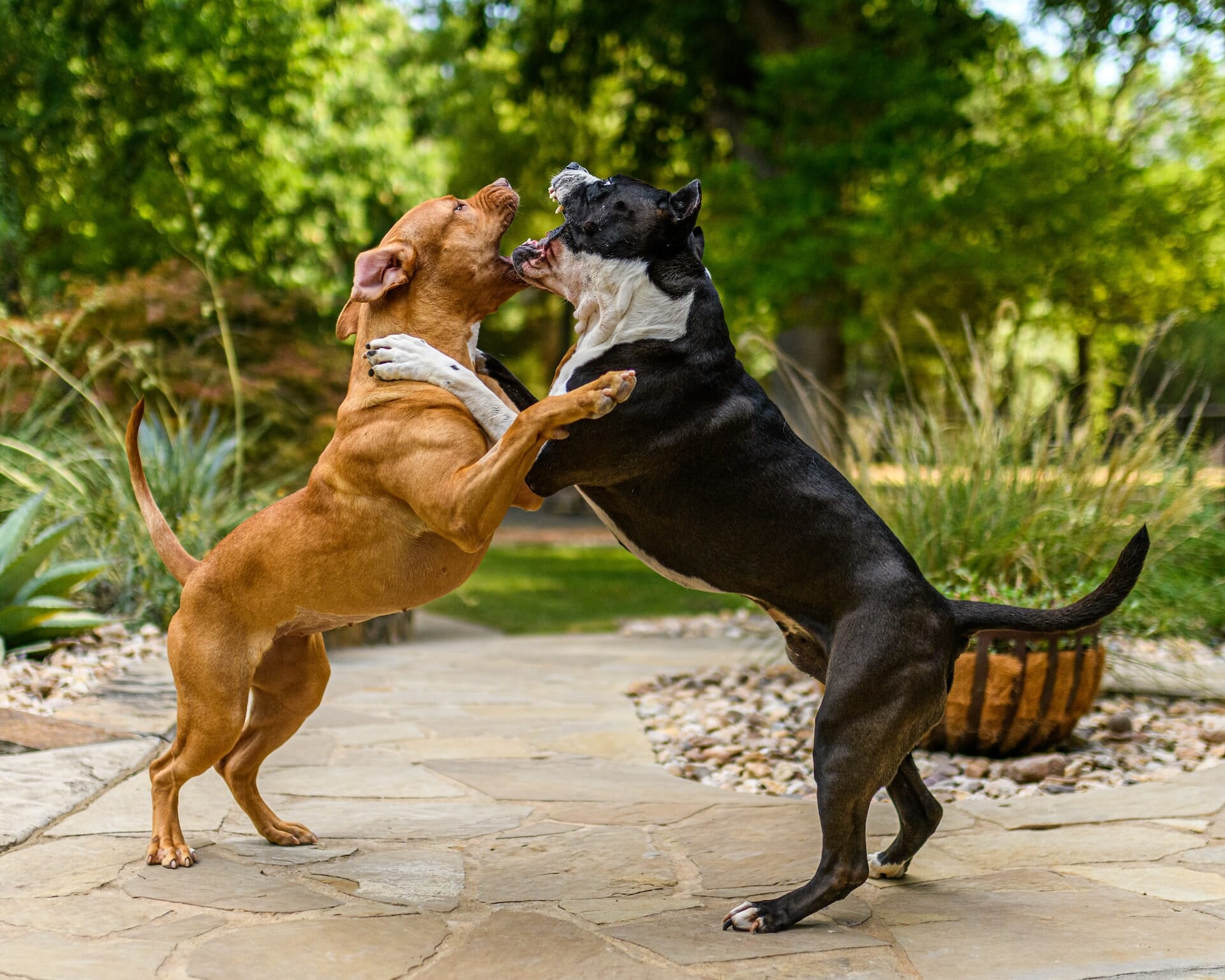 Best Strategy to Deal With Dominance Aggression in Dogs