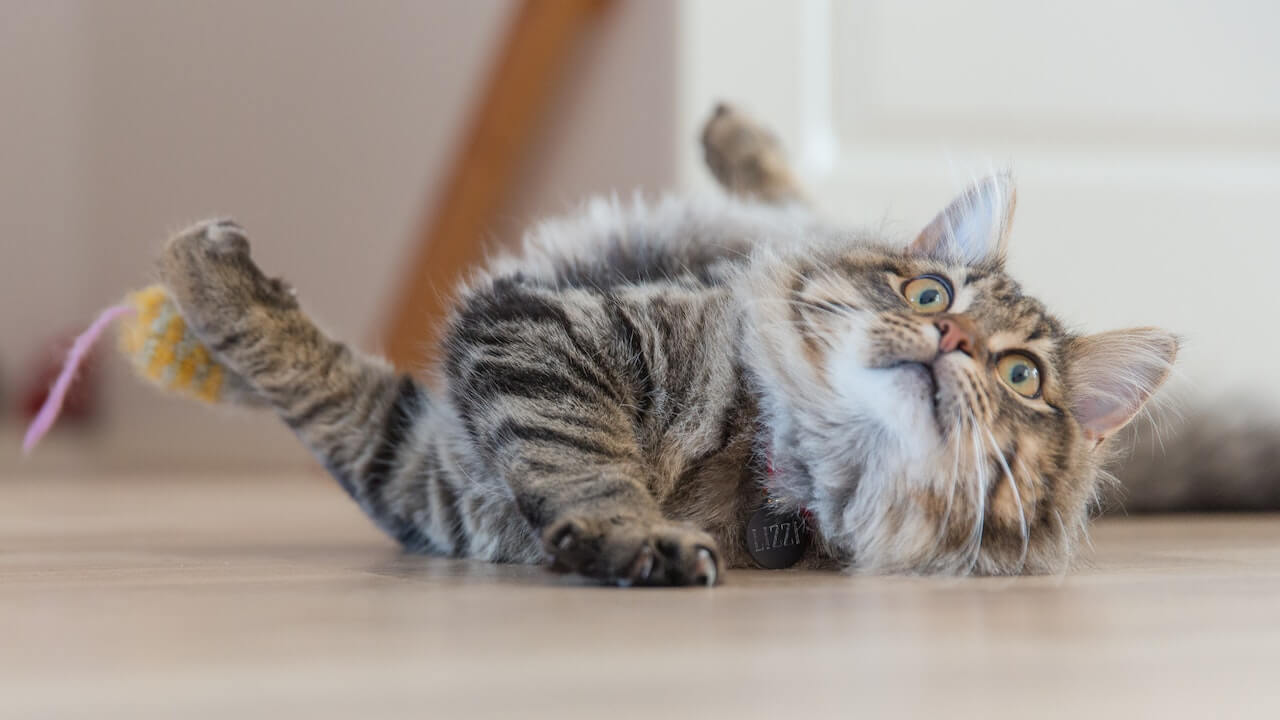 7 Cutest But Dumbest Cat Breeds That Make Great Pets