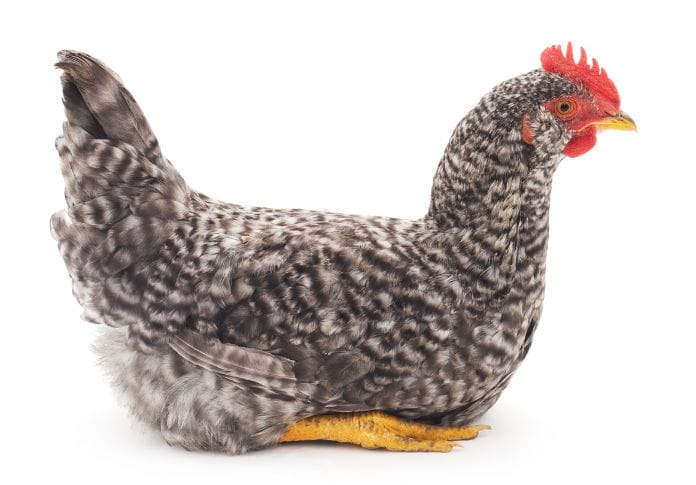 Everything You Need to Know About Silver Grey Dorking Chicken Breed