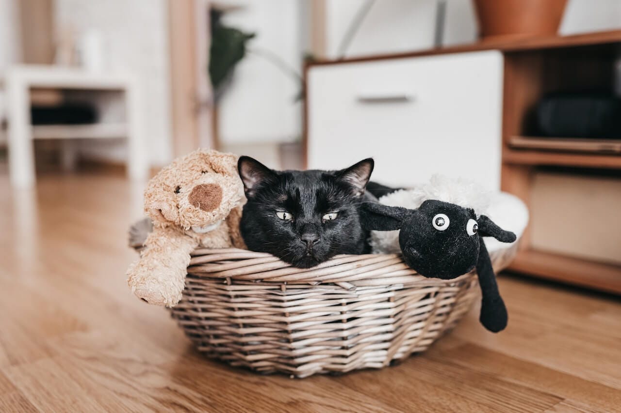 10 Surprising Facts About Black Cats