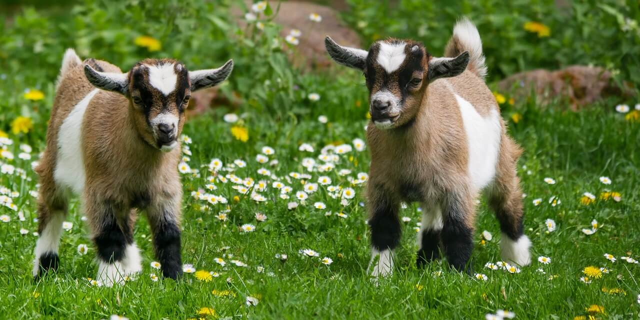 15 Goat Breeds That Make the Perfect Pet and Farm Friends!